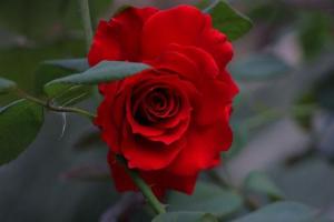 تصویر کوچک
